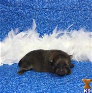 pomeranian puppy posted by Rhonda Wallace